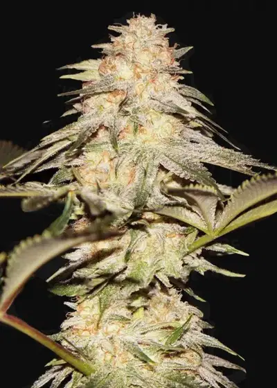 BubbleBananaGum by T.H.Seeds, Photoperiod cannabis strain