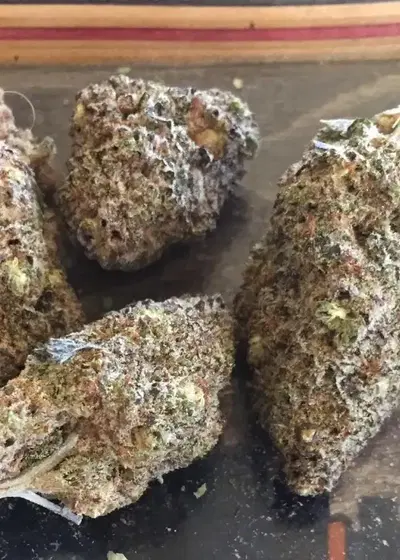 Bubblegum Chem by Top Dawg Seeds, Photoperiod cannabis strain