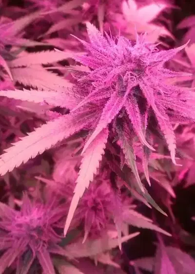 Bubblegum Hash Plant cannabis strain