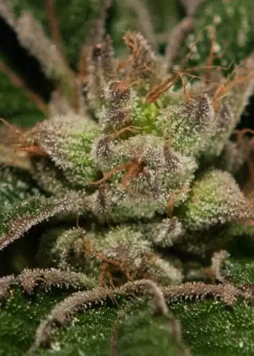 Bubblegum Kush by The Bulldog Seeds, Photoperiod cannabis strain