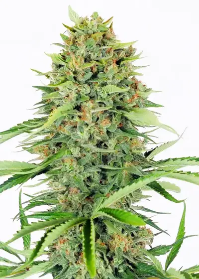 Bubblegum XXL by WeedSeedShop, Photoperiod cannabis strain