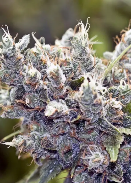 BubbleGummer by Female Seeds, Photoperiod cannabis strain