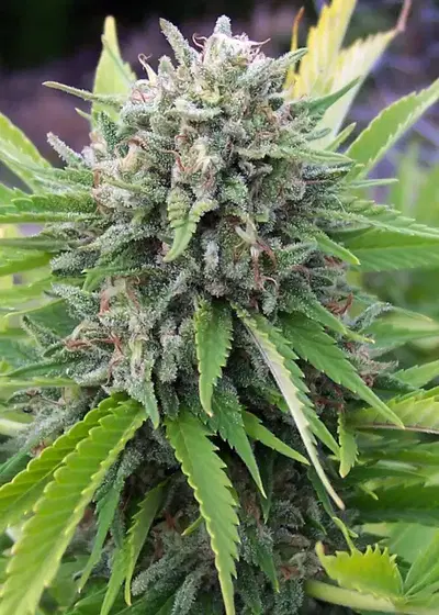 Bubblegun by Spliff Seeds, Photoperiod cannabis strain