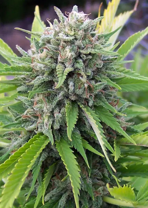 Bubblegun by Spliff Seeds, Photoperiod cannabis strain