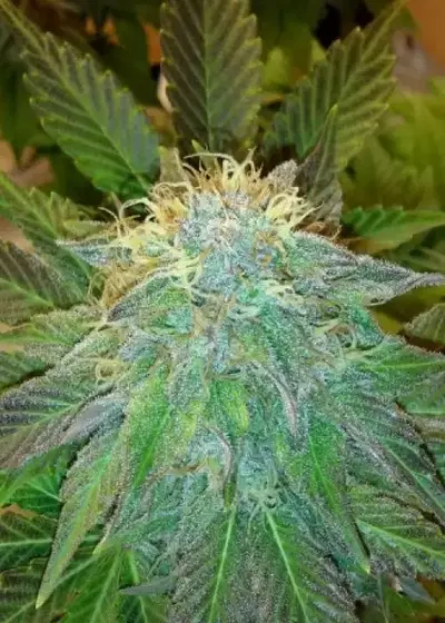 Bubblelicious Auto by Nirvana, Autoflower cannabis strain