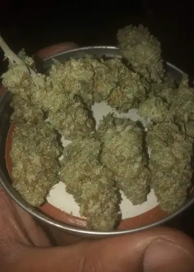 Bubbles by Greenpoint Seeds, Photoperiod cannabis strain