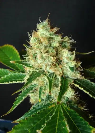 Bubblicious by Resin seeds, Photoperiod cannabis strain
