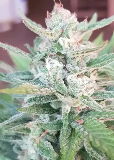 Buddha Kush OG by Big Buddha Seeds, Photoperiod cannabis strain
