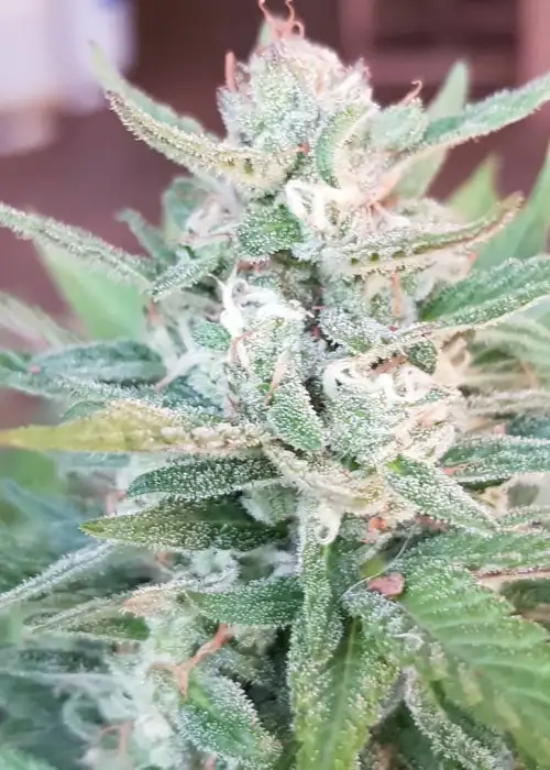 Buddha Kush OG by Big Buddha Seeds, Photoperiod cannabis strain