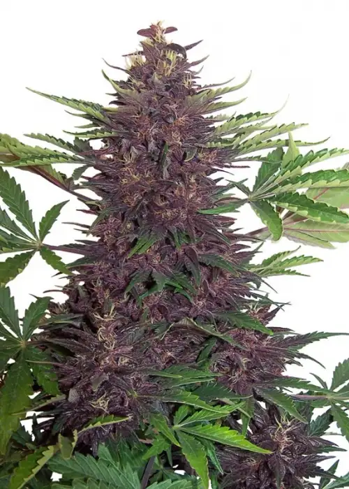 Buddha Purple Kush by Buddha Seeds, Autoflower cannabis strain