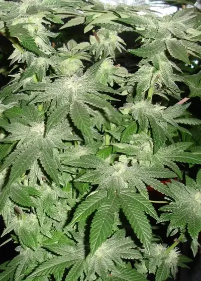 Buddha Tahoe by Big Buddha Seeds, Photoperiod cannabis strain