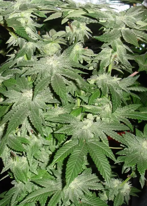 Buddha Tahoe by Big Buddha Seeds, Photoperiod cannabis strain