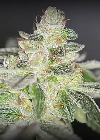 Buddhas On Moonshine cannabis strain