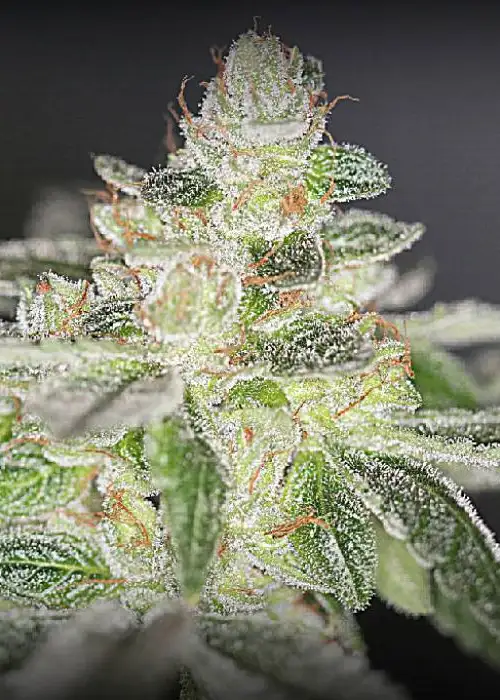 Buddhas On Moonshine by SinCity Seeds, Photoperiod cannabis strain