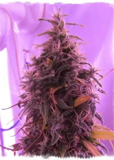 Buddhas Sister by Soma Seeds, Photoperiod cannabis strain