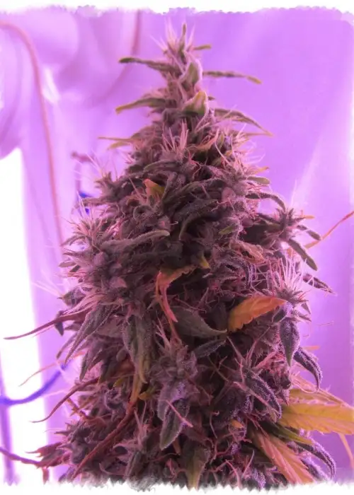 Buddhas Sister by Soma Seeds, Photoperiod cannabis strain
