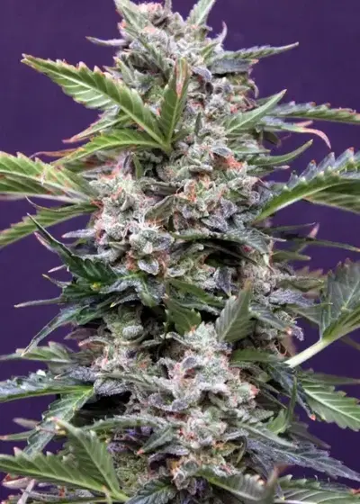 Budmaker Auto by Green Bud Seeds, Autoflower cannabis strain
