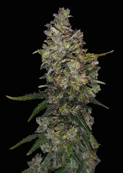 Bulking Buds Automatic by Club Riot Seeds, Autoflower cannabis strain