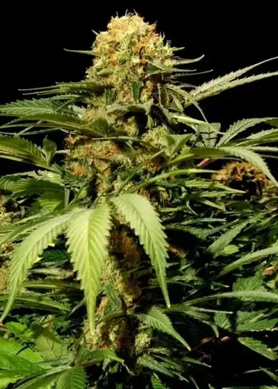 Bullshark by The Bulldog Seeds, Photoperiod cannabis strain