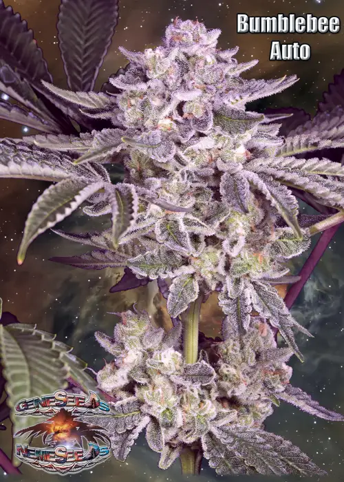 Bumblebee Auto by GeneSeeds - NemeSeeds, Autoflower cannabis strain