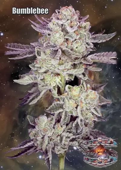 Bumblebee by GeneSeeds - NemeSeeds, Photoperiod cannabis strain