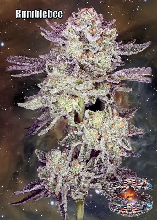 Bumblebee by GeneSeeds - NemeSeeds, Photoperiod cannabis strain