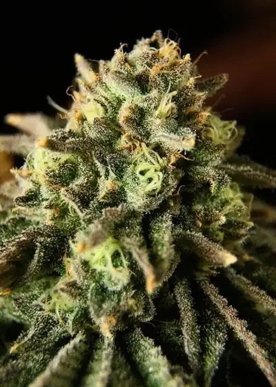Burger Brother by The Kush Brothers, Photoperiod cannabis strain