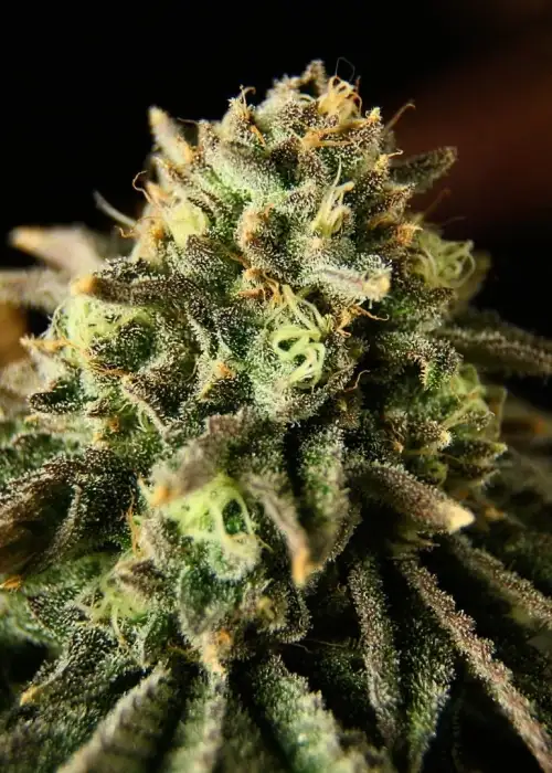 Burger Brother by The Kush Brothers, Photoperiod cannabis strain