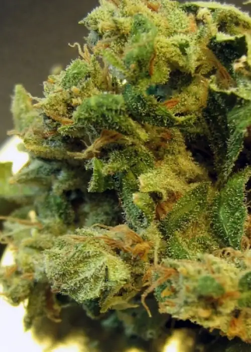 Burmese by The Real Seed Company, Photoperiod cannabis strain