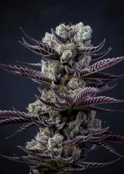 Burning Man LSD Auto by Caligen, Autoflower cannabis strain
