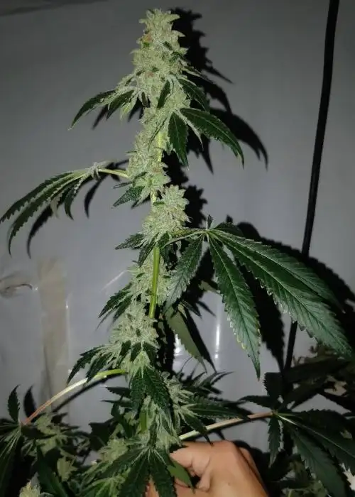 Buttermint Gelato by Umami Seed Co, Photoperiod cannabis strain