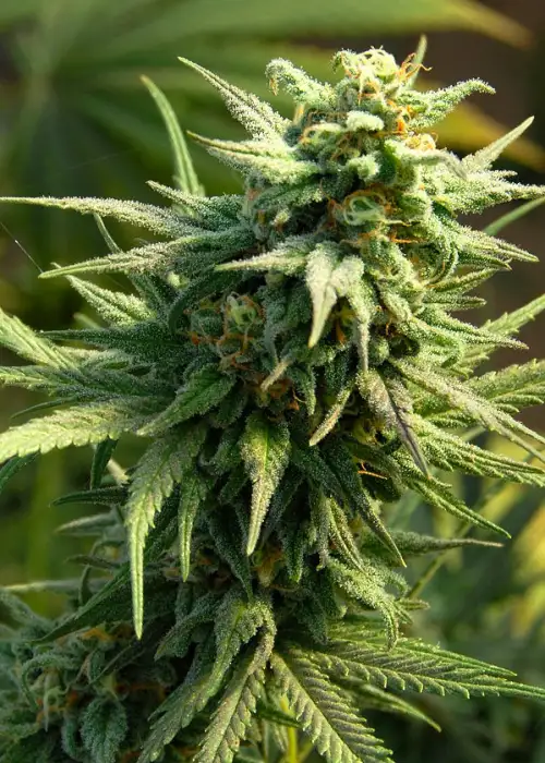 Buzz ’n’ Smiles Super Lemon Haze by Big Head Seeds, Photoperiod cannabis strain