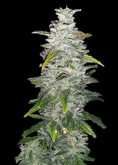 C.R. Kush Automatic by Club Riot Seeds, Autoflower cannabis strain