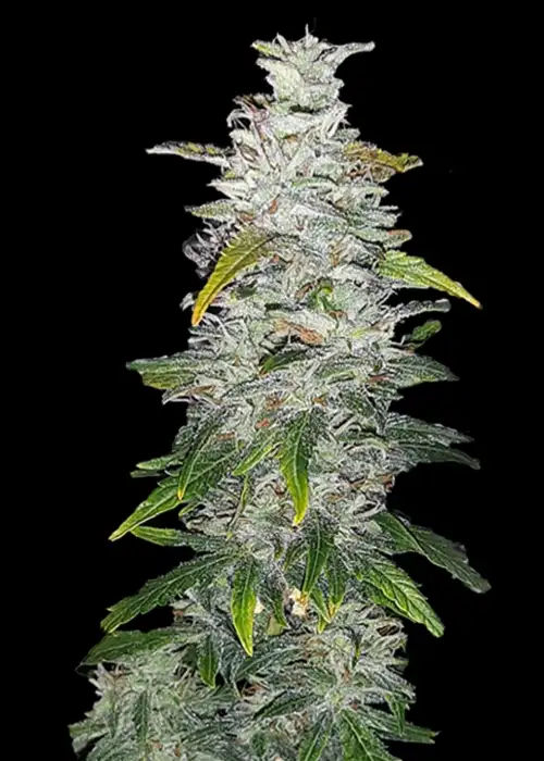 C.R. Kush Automatic by Club Riot Seeds, Autoflower cannabis strain