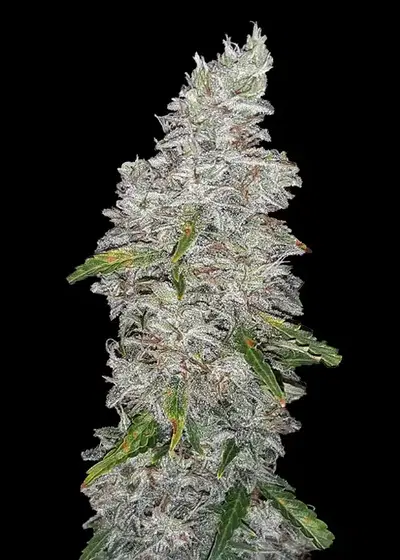 C.R. Sugar Daddy Automatic by Club Riot Seeds, Autoflower cannabis strain