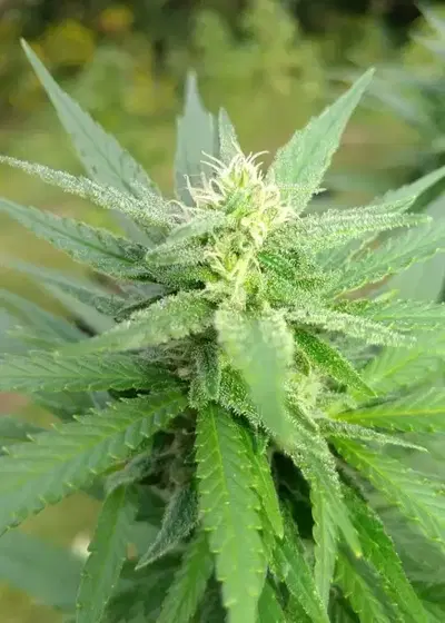 C99 Haze by 710 Genetics, Photoperiod cannabis strain