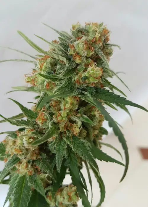 C99 by Lineage Genetics, Photoperiod cannabis strain
