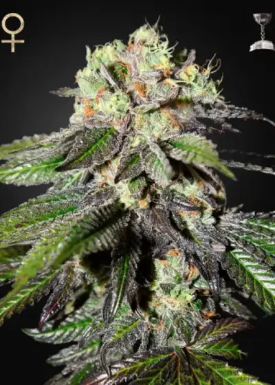 Caboose by Strain Hunters, Photoperiod cannabis strain