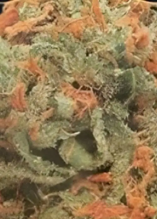 Cabra da Peste by Maconha Seeds Bank, Autoflower cannabis strain