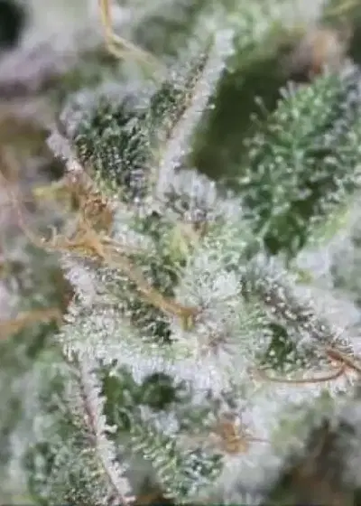Cachalote by Gea Seeds, Photoperiod cannabis strain