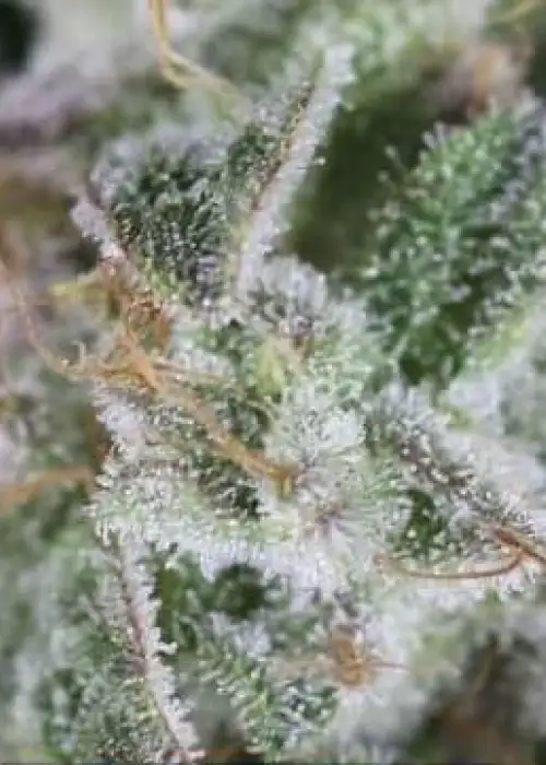Cachalote by Gea Seeds, Photoperiod cannabis strain