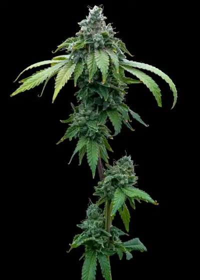 Cafe Racer by MSNL Seeds, Photoperiod cannabis strain