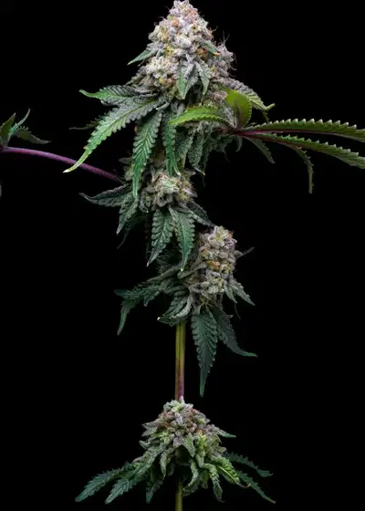 Cake Batter by NukeHeads, Photoperiod cannabis strain