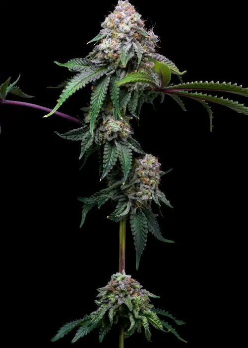 Cake Batter by NukeHeads, Photoperiod cannabis strain