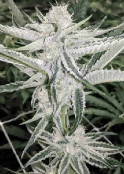 Cake Crasher by Seed Junky Genetics, Photoperiod cannabis strain