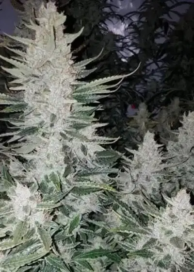 Cake Stomper Auto by Niagara Seed Bank, Autoflower cannabis strain