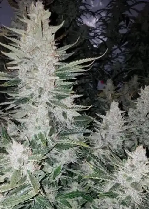 Cake Stomper Auto by Niagara Seed Bank, Autoflower cannabis strain