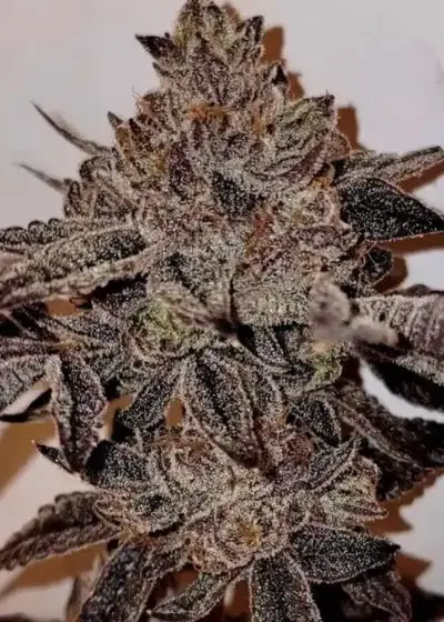 Caked Up Candy by Relentless Genetics, Photoperiod cannabis strain