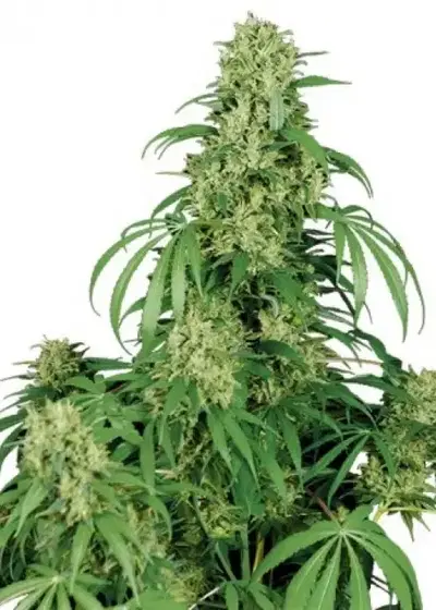 Calamity Jane by Buddha Seeds, Autoflower cannabis strain