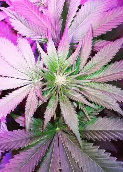 Cali Bay Dream by Garden of Green, Photoperiod cannabis strain